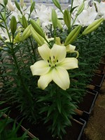 [4034 Gerritzalm No01.JPG]